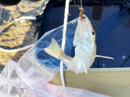 いつまでキスは釣れるかな?ついに落ちギス来るか。